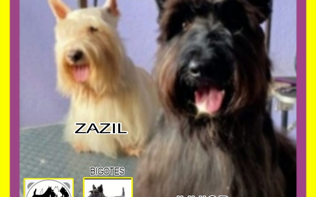 Mr. Bigotes Fun Tours